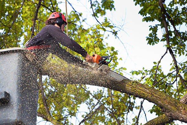 Emergency Storm Tree Removal in Dooms, VA